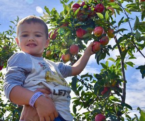 Pick apples and pumpkins and enjoy plenty of farm fun at Harbes Orchard Apple Festival. Photo courtesy of the event