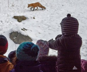 Spot some tracks (and maybe some animals) at the Family Animal Tracking Adventure. Photo courtesy of Blue Hills Trailside Museum