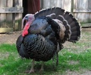 Where to Buy Local, Farm Fresh Turkeys for Thanksgiving in CT