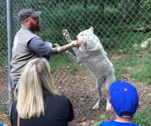 Call of the Wild: Visiting the Wolf Conservation Center with Kids ...