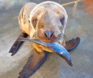 Photo courtesy of the Marine Mammal Care Center