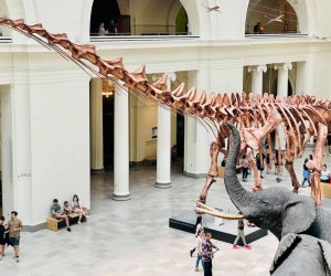 The Field Museum is home to some of the country's most complete dinosaur skeletons. 