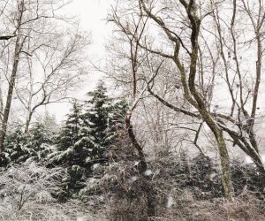 New England's winter activities await Boston families this January. First Day Hikes Cape Cod  photo courtesy of the Barnstable Land Trust