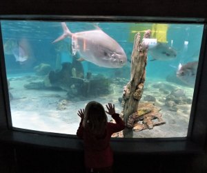 Photo of child at fish tank in Maritime Aquarium at Norwalk.