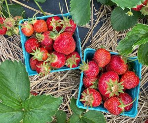 Strawberry Picking In The Hudson Valley Mommypoppins Things To Do In Westchester With Kids