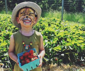 Strawberry picking near NYC: Fishkill Farms