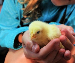 Image of baby chick in chia's hands - Fall Bucket List for Kids
