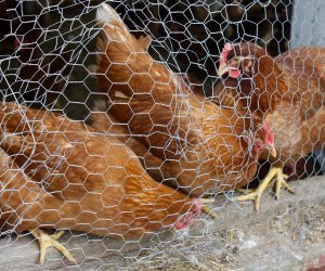 Photo of chickens at Flamig Farm.