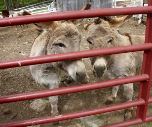 See farm animals up close at Flamig Farm's petting zoo in Simsbury, Connecticut!