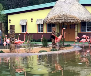 See the gracebul flamingos and more at the Turtle Back Zoo