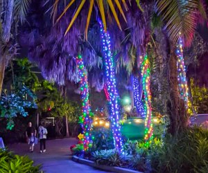 Enjoy Flamingo Gardens in a new, illuminated way during the Garden of Lights event. photo courtesy of Flamingo Gardens