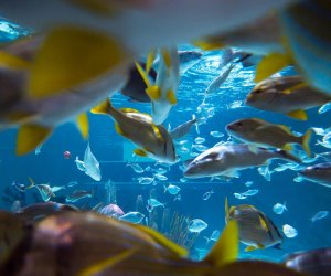 30 Things To Do in the Florida Keys with Kids: aquarium encounters