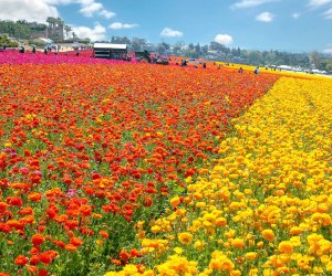 Photo courtesy of The Flower Fields of Carlsbad