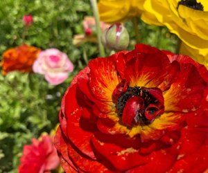 It's one of the last weekend to see the flowers at the Carlsbad Flower Fields.