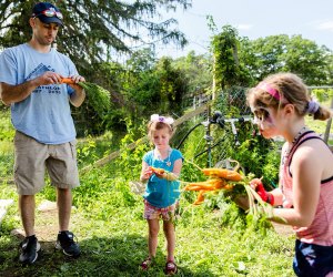 Weekend Fun: Food and Farm Day, Balloon Festival, Orange County Fair Celebrate Food and Farm Day on Saturday at Cold Spring's Glynwood Farm. Photo courtesy of the center
