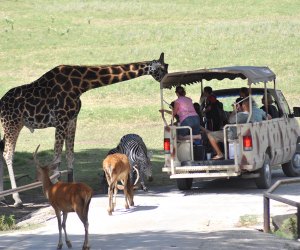 safari zoo near houston