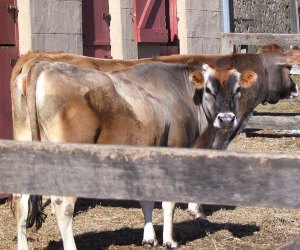 Meet the farm animals, feed the chickens, and explore the historic buildings at Neighbor Day at Fosterfields Historical Farm. Photo by Mommy Poppins