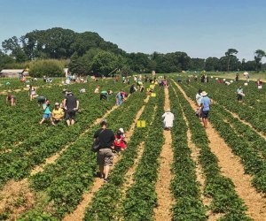 Image of people picking berries at one of the PYO Boston farms.