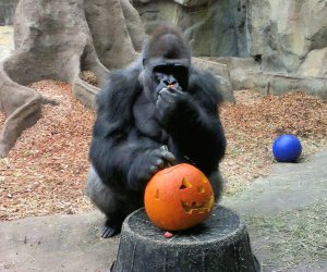 Okie the Gorilla gets in the Halloween spirit. Photo courtesy of Franklin Park Zoo