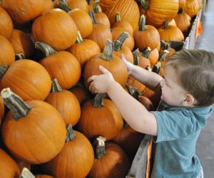 Head to Froberg's Farm this weekend for their fall festival. Photo by Ashley Jones for Mommy Poppins