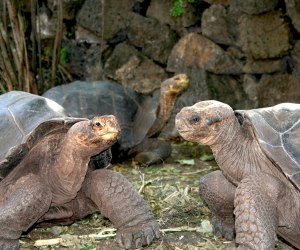 Visiting the Galapagos Islands with Kids: The Galápagos giant tortoise