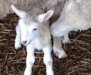 Mama and baby Goat