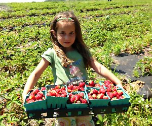 Go strawberry picking on Long Island at the Garden of Eve