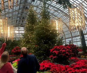 The Holiday Show at the Garfield Conservatory features white birch windchimes, burgundy poinsettias, and deep green conifer trees. Photo courtesy of the conservatory