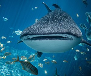 Whale Shark