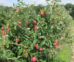 Giamarese Farm offers apple picking from August through Columbus Day