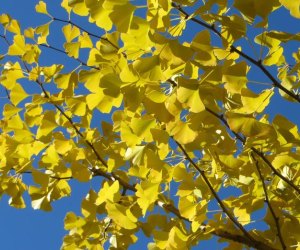 Image of leaves at Arnold Arboretum- fall bucket list for kids.