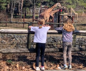 giraffe watching at Franklin Park Zoo
