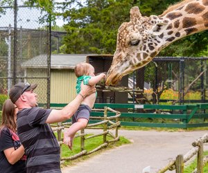 100 Things To Do on Long Island Before Kids Grow Up: Girrafe at Long Island Game Farm 100 things to do with LI kids