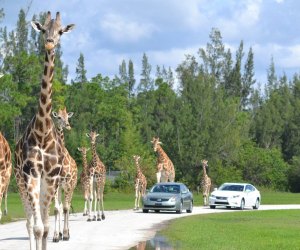 20 Day Trips from Orlando for Families Enjoy the "residents" of Lion Country Safari from a safe distance. Photo courtesy of Lion Country