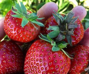Fill your baskets with ripe strawberries at Glover Farms in Brookhaven. Photo courtesy of the farm