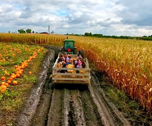 25 Fall Activities and Day Trips for Chicago Kids Go for a hayride, pick a pumpkin, or get lost in a corn maze at area farms, such as Siegel’s Cottonwood Farm. Photo courtesy the farm