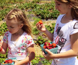 girls picking and eating strawberries in a field