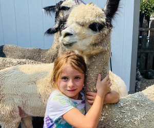 Picture of girl hugging an alpaca - Petting zoos in Connecticut