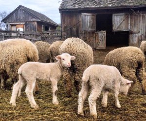 Weekend Funs: Kayak Races, Art Fests, and Sheep; April 27-28 Watch the sheep get a spring haircut. Photo courtesy of Gore Place Sheepshearing Festival