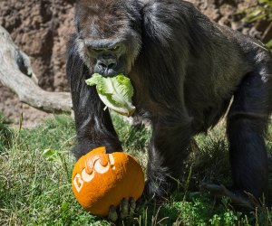 Photo by Jamie Pham courtesy of LA Zoo