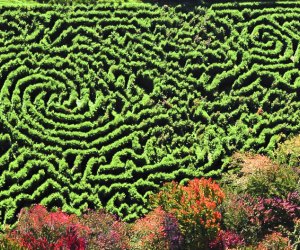 Image of the Big Green Monster Maze corn maze near Boston.