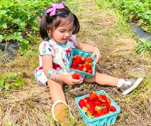 Full up your buckets with juicy red strawberries. Photo courtesy of Great Country Farms
