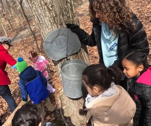 Visit maple trees, find out how they're tapped, and try a sample of sweet maple sugar at the Great Swamp Outdoor Education Center. Photo courtesy of the venue