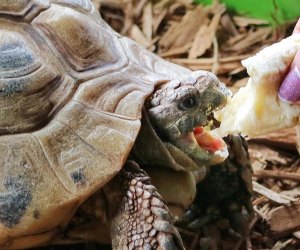 feeding a turtle at the greenburgh nature nature center