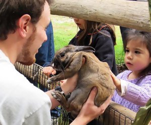 Touch the soft rabbits at the Greenburgh Nature Center's petting zoo in Scarsdale. Photo courtesy of the center