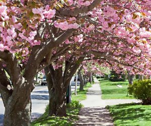 Cherry blossom-lined streets are a sprintime treat in Greenport