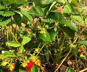 Strawberry picking near NYC: Greig Farm