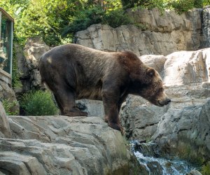 Central Park Zoo: Grizzly bears