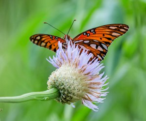 The Houston Arboretum will teach you what to plant so your yard is a butterfly haven. Photo by Christina Spade