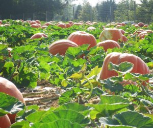 Pumpkin patches near Long Island Hank's Pumpkintown